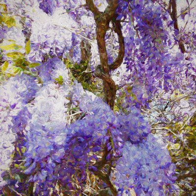 Wisteria by Helen White